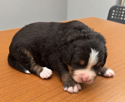 Les chiots de Bouvier Bernois