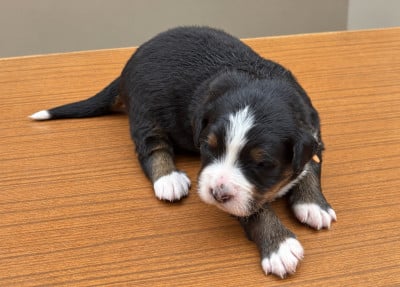 Les chiots de Bouvier Bernois