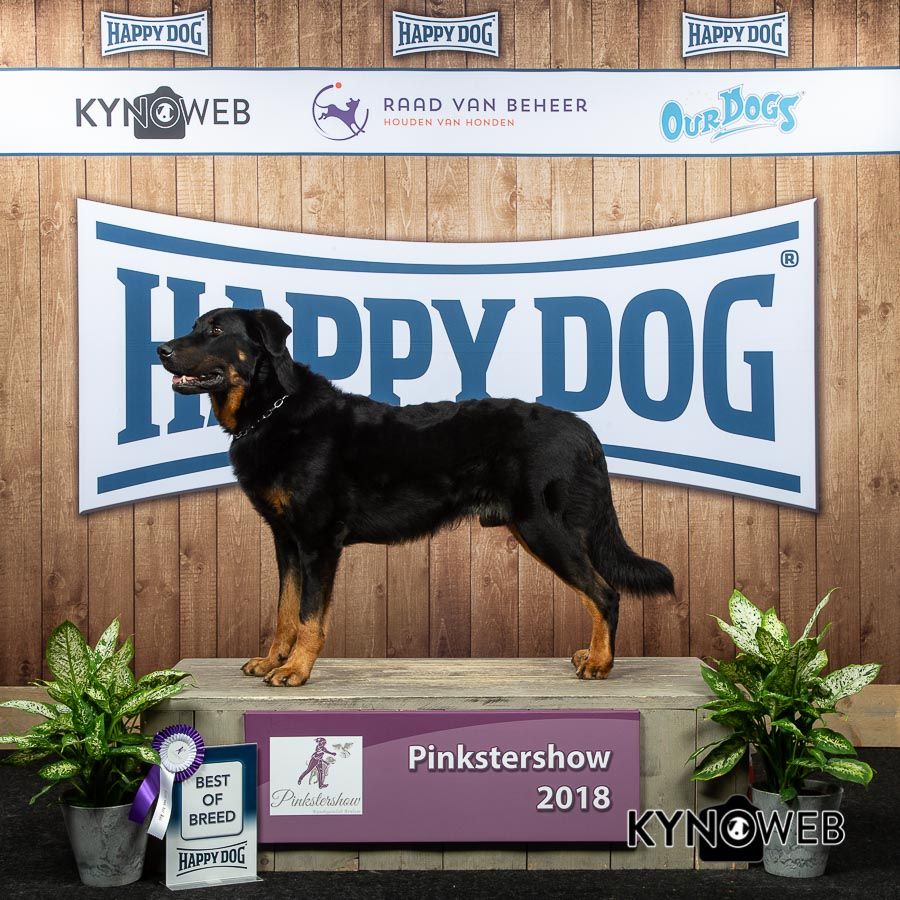 CH. Barrique de l'embouchure de la sarre - 1er Exc., CAC, CACIB, BOB - Classe Champion male