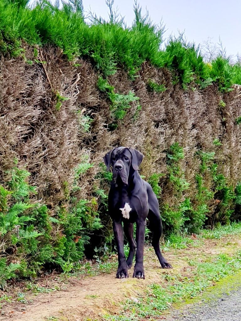 Publication : De Camardoun