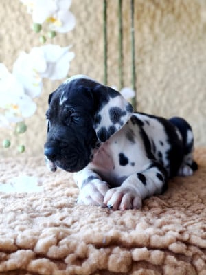 Les chiots de Dogue allemand