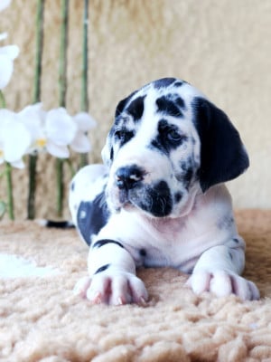 Les chiots de Dogue allemand