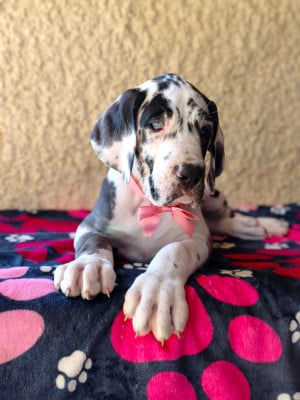 Les chiots de Dogue allemand