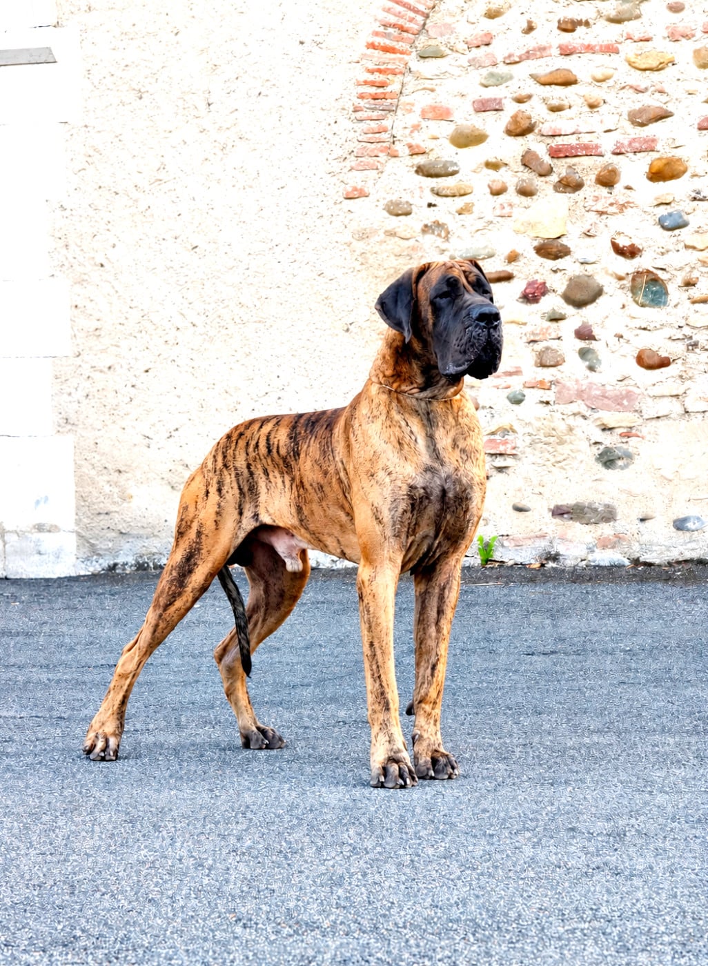 Vinicius De Camardoun - 1er Excellent/ CACS / CACIB / BOS