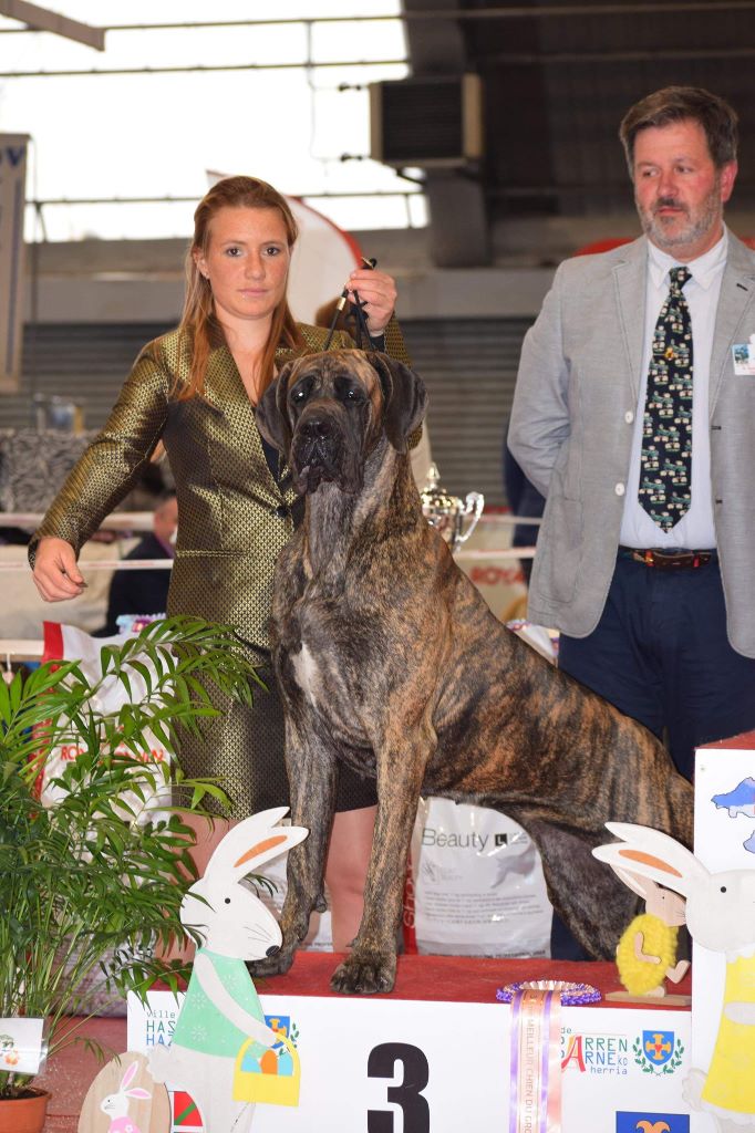 Evelyne via del campo - CACS / CACIB / BOB / 3eme du groupe 2
