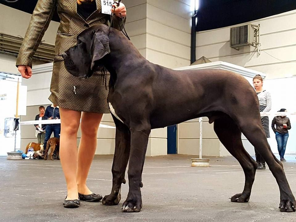 Onhada De Camardoun - 1er excellent