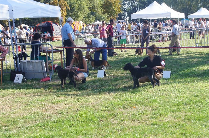 L'hitchcock Du Phoenix Noir - 2 ème très prometteur