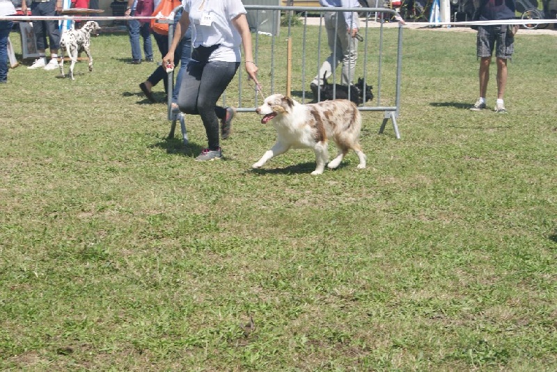 Publication : La Team D'élusa Auteur : Cécile Martinez