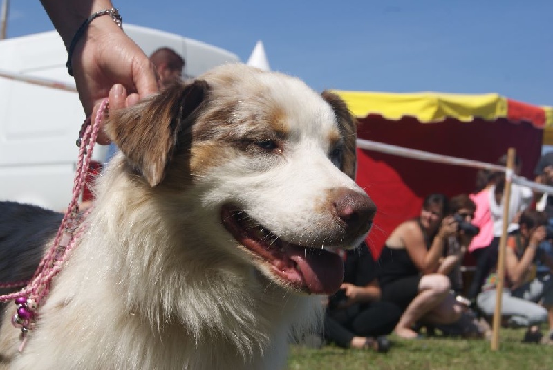 Publication : La Team D'élusa Auteur : Cécile Martinez