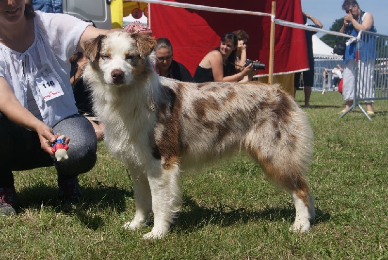 Publication : La Team D'élusa Auteur : Cécile Martinez