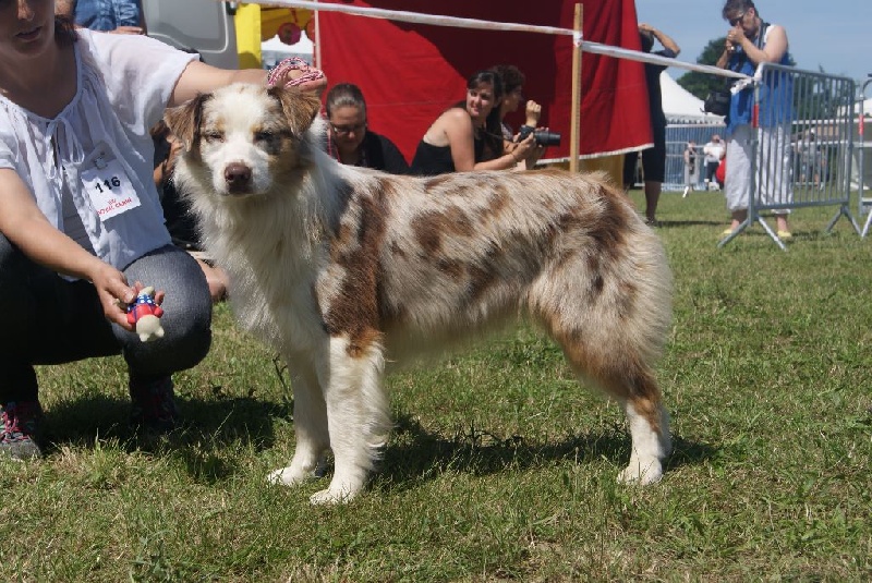 Publication : La Team D'élusa Auteur : Cécile Martinez
