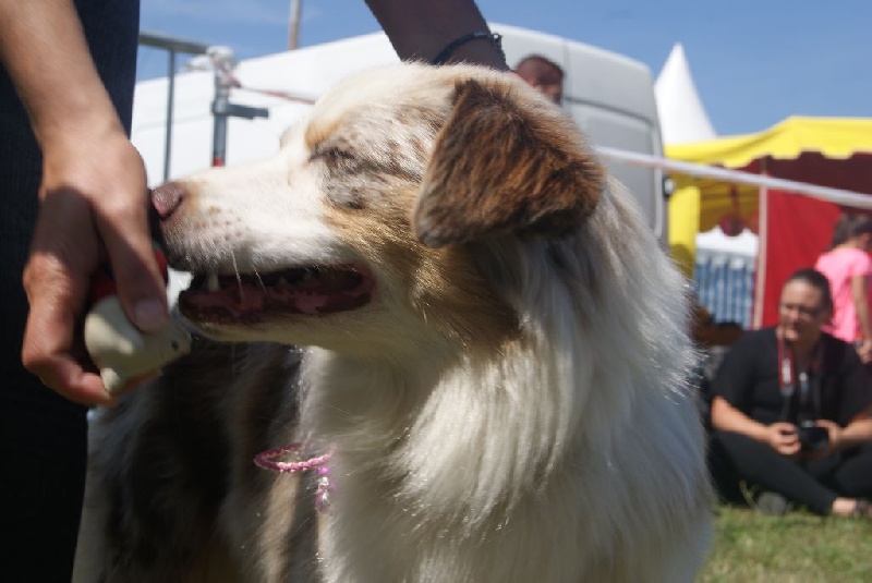 Publication : La Team D'élusa Auteur : Cécile Martinez