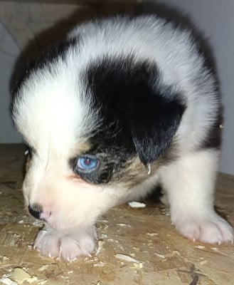 Les chiots de Berger Australien