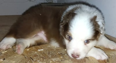 Les chiots de Berger Australien
