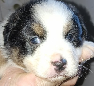 Les chiots de Berger Australien