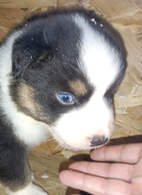 Les chiots de Berger Australien