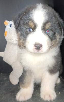 Les chiots de Berger Australien