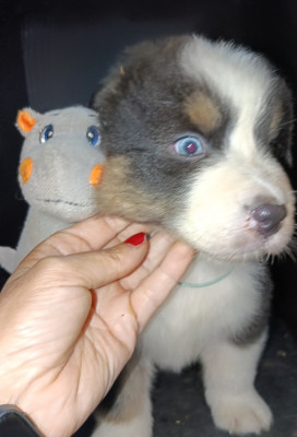 Les chiots de Berger Australien