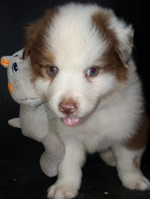 Les chiots de Berger Australien