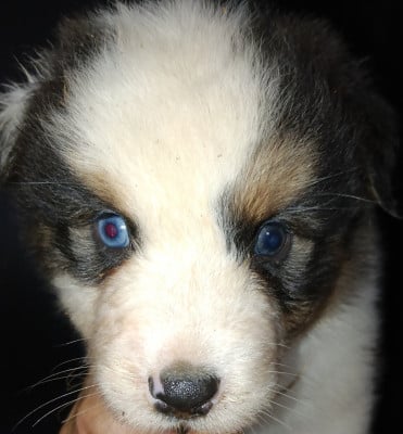 Les chiots de Berger Australien