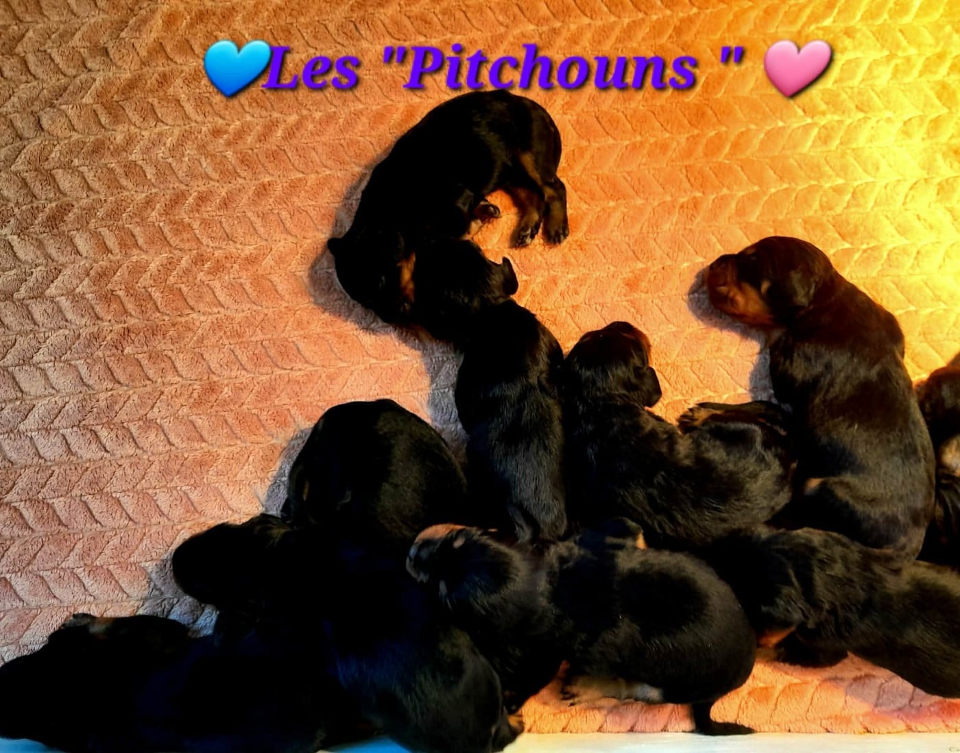 Chiot N°9 - Setter Gordon