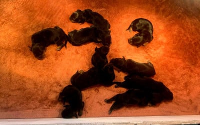 Les chiots de Setter Gordon