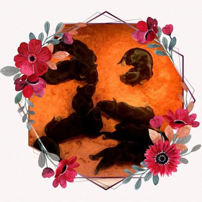 Les chiots de Setter Gordon