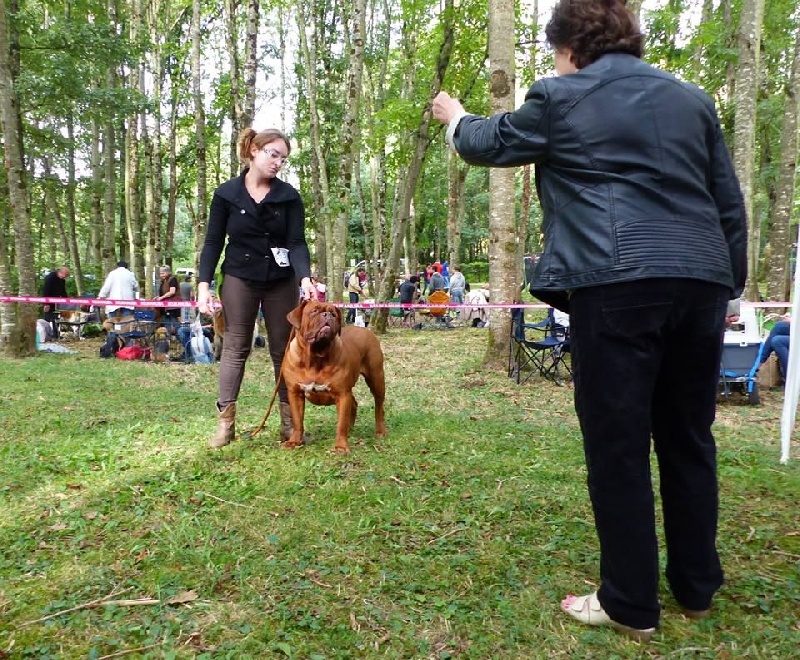 Ice Rock'n Dogue - 1er excellent classe ouverte