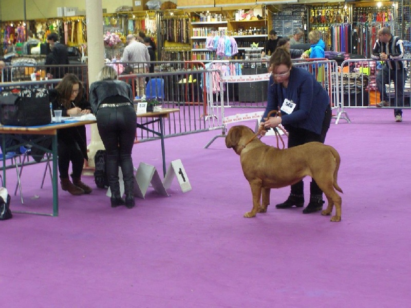 Ice Rock'n Dogue - 2ème excellent classe intermédiaire