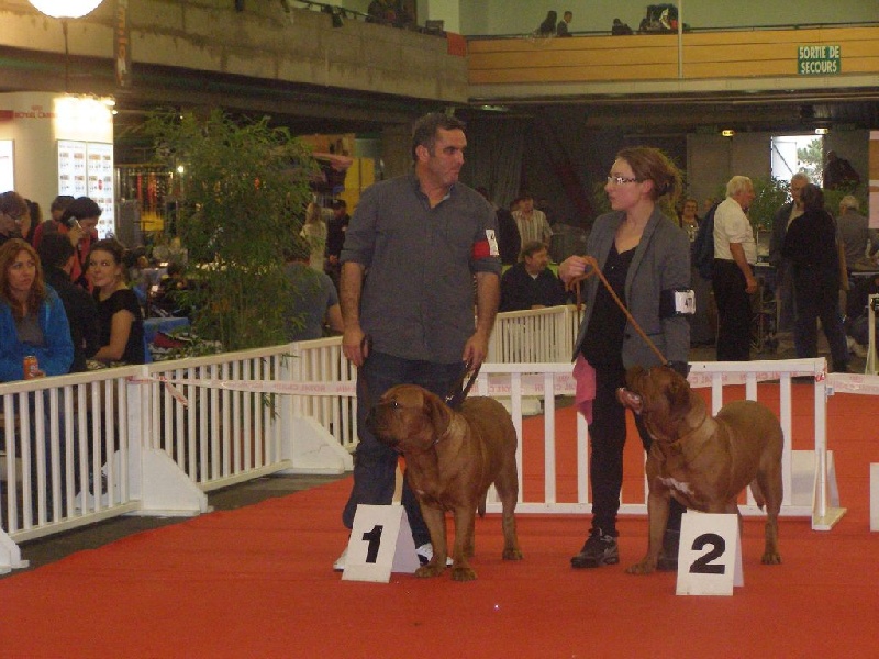 Ice Rock'n Dogue - 2ème excellent, classe jeune