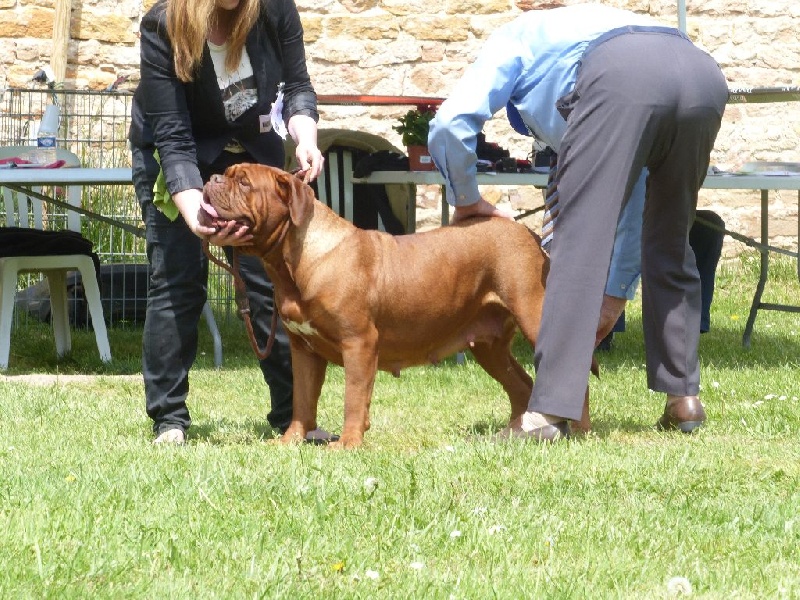 Ice Rock'n Dogue - 1ère excellent, CACS, Meilleure de Sexe opposé, classe ouverte.