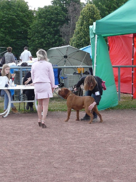 Ice Rock'n Dogue - Très prometteur, Meilleur puppy, ring d'honneur
