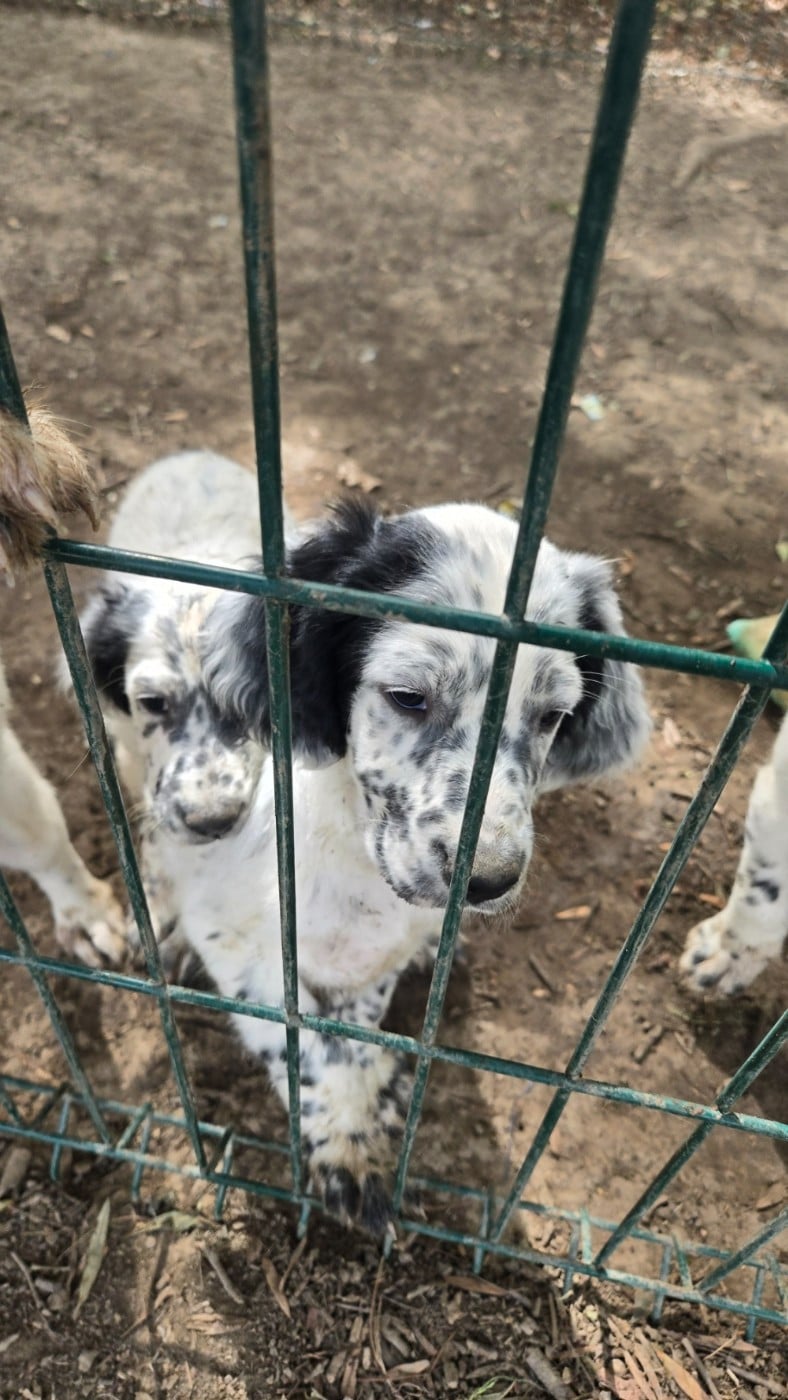 Benji - Setter Anglais