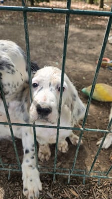 Balo - Setter Anglais