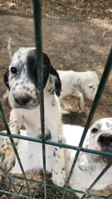 Baya - Setter Anglais