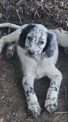 Les chiots de Setter Anglais
