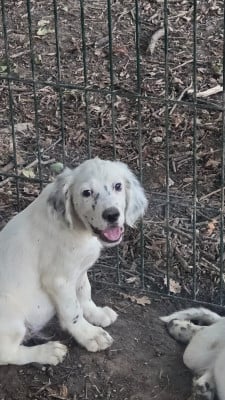 Les chiots de Setter Anglais
