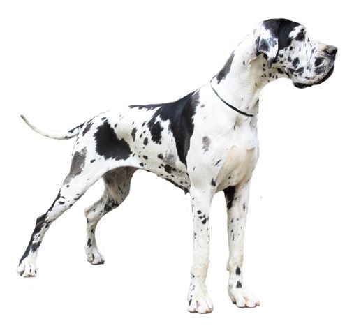 Publication : claudia bohemica Auteur : Marika Cibulkova