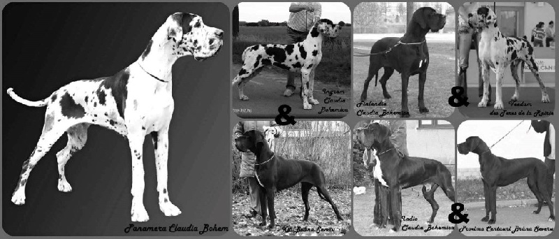 Publication : claudia bohemica Auteur : Marika Cibulkova