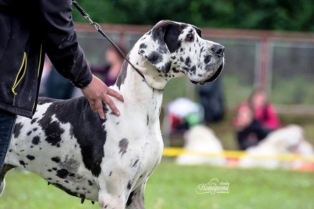 Publication : claudia bohemica Auteur : Marika Cibulkova