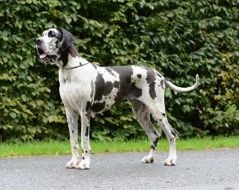 Publication : claudia bohemica Auteur : Marika Cibulkova