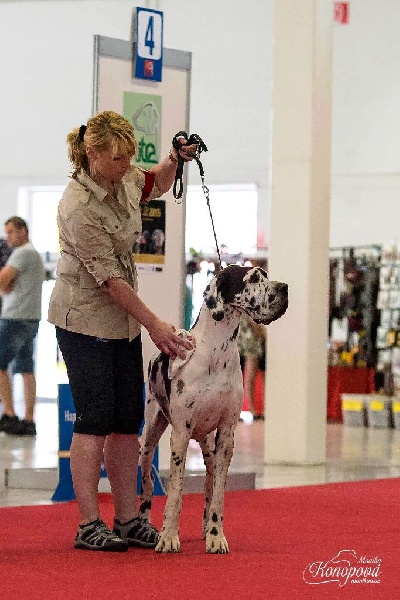 Publication : claudia bohemica Auteur : Marika Cibulkova