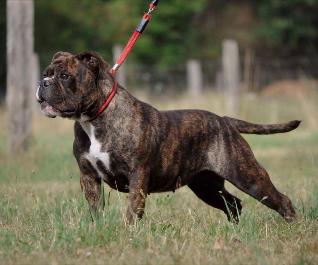 Accueil Elevage Du Molosse Au Berger Eleveur De Chiens