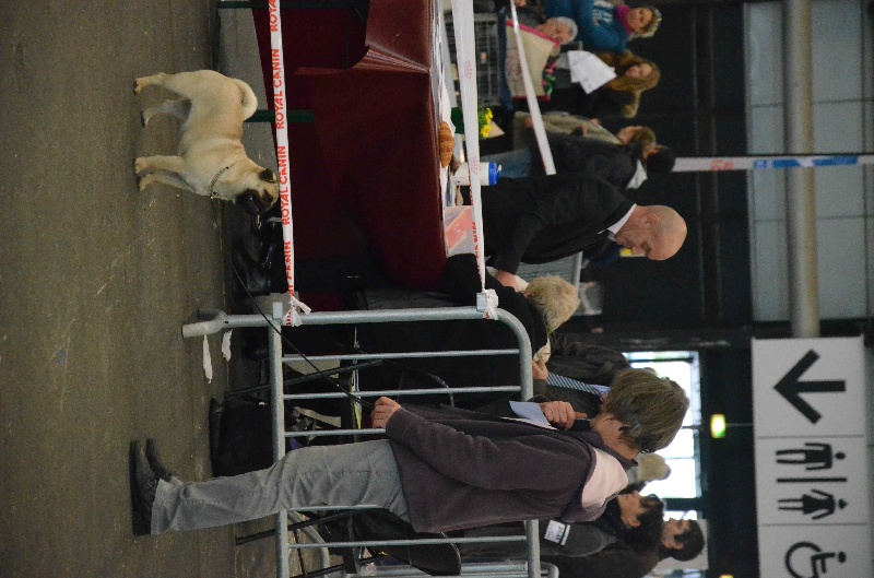 White satin vom sachsen adel - 2 eme Très bon en classe Jeune