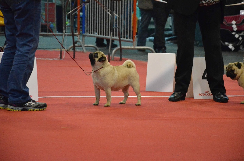 White satin vom sachsen adel - 2 eme EXC en classe Jeune