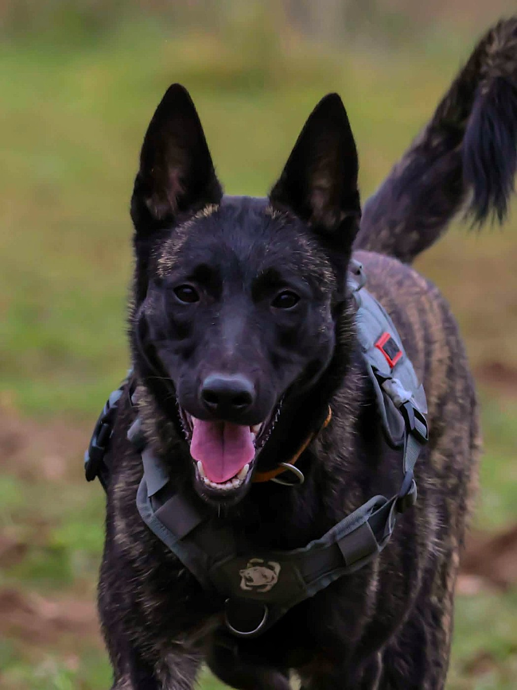 Alpha De La Légion Des Loups