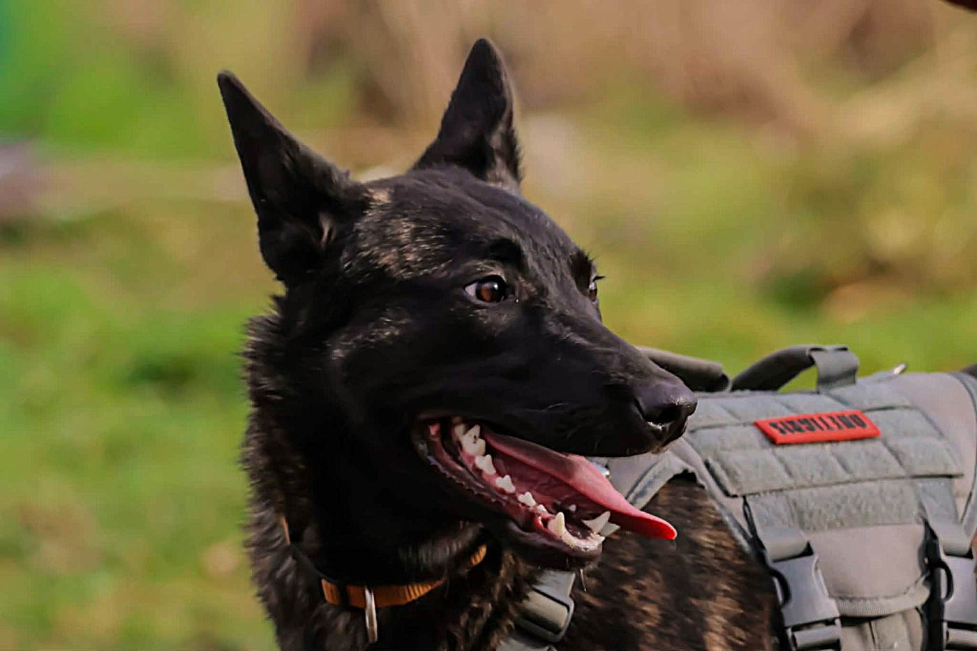 Alpha De La Légion Des Loups