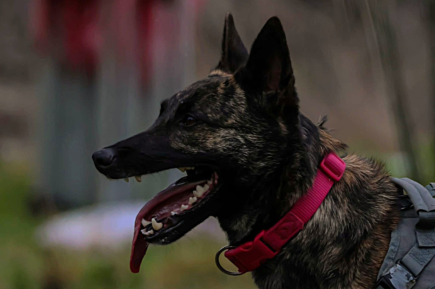 CH. Umprobable Des Sylves D'ébène