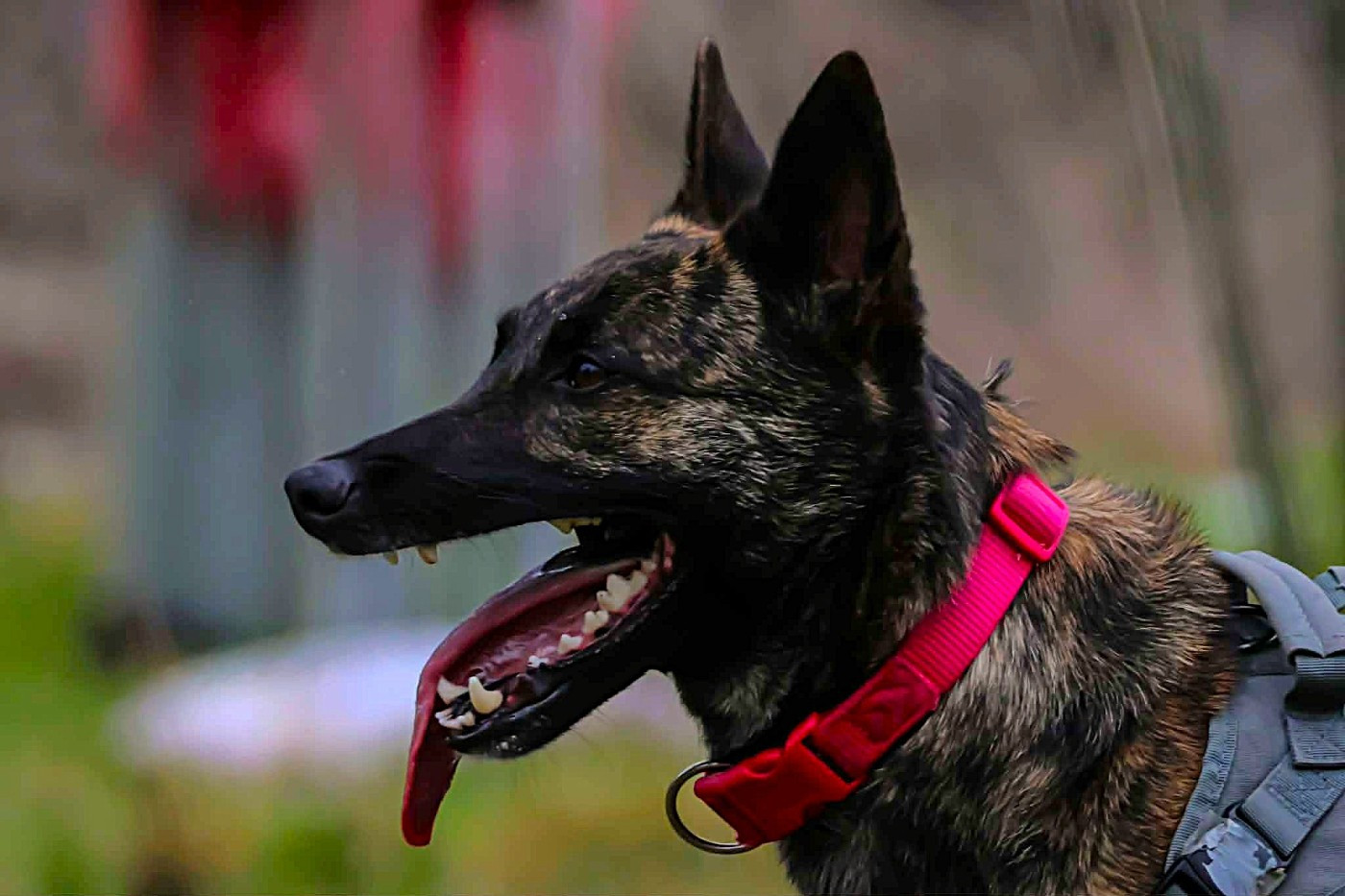 CH. Umprobable Des Sylves D'ébène