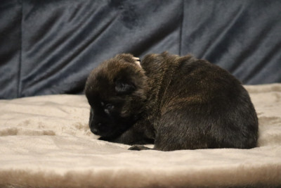 Les chiots de Berger hollandais